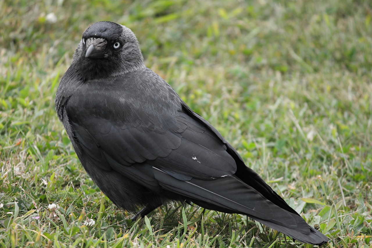 Фото Галки Птицы Крупным Планом