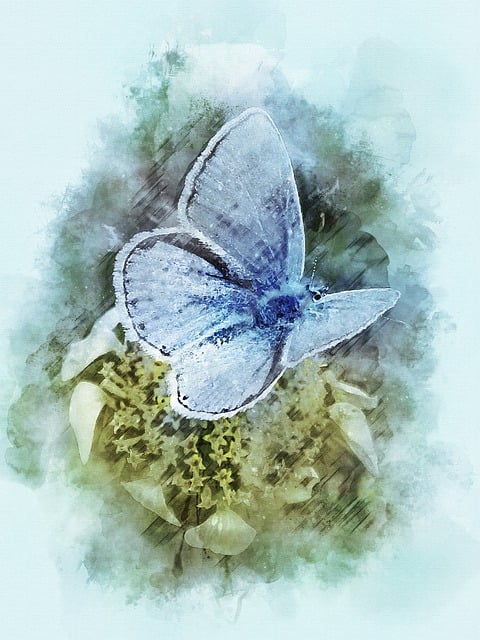 Download free HD stock image of Butterfly Insect Free butterfly insect animal illustration