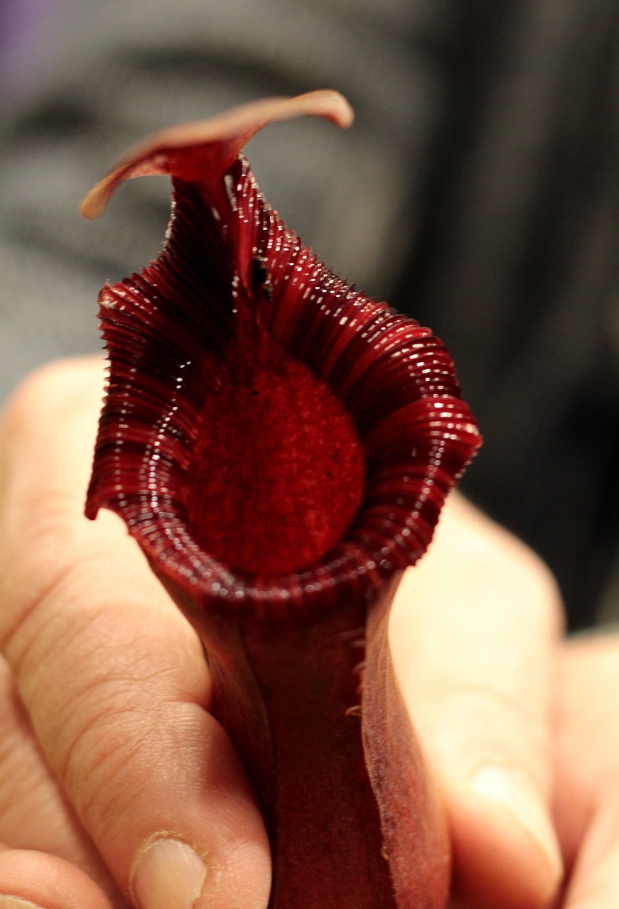 Download free HD stock image of Nepenthes Free Nepenthes photo and picture