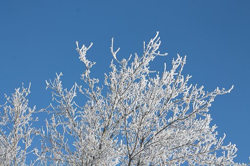 Inverno, Árvore, Gelo, Geada, Frio