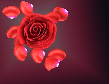 Rose, Rot, Blume, Blüte, Farbe, Duft