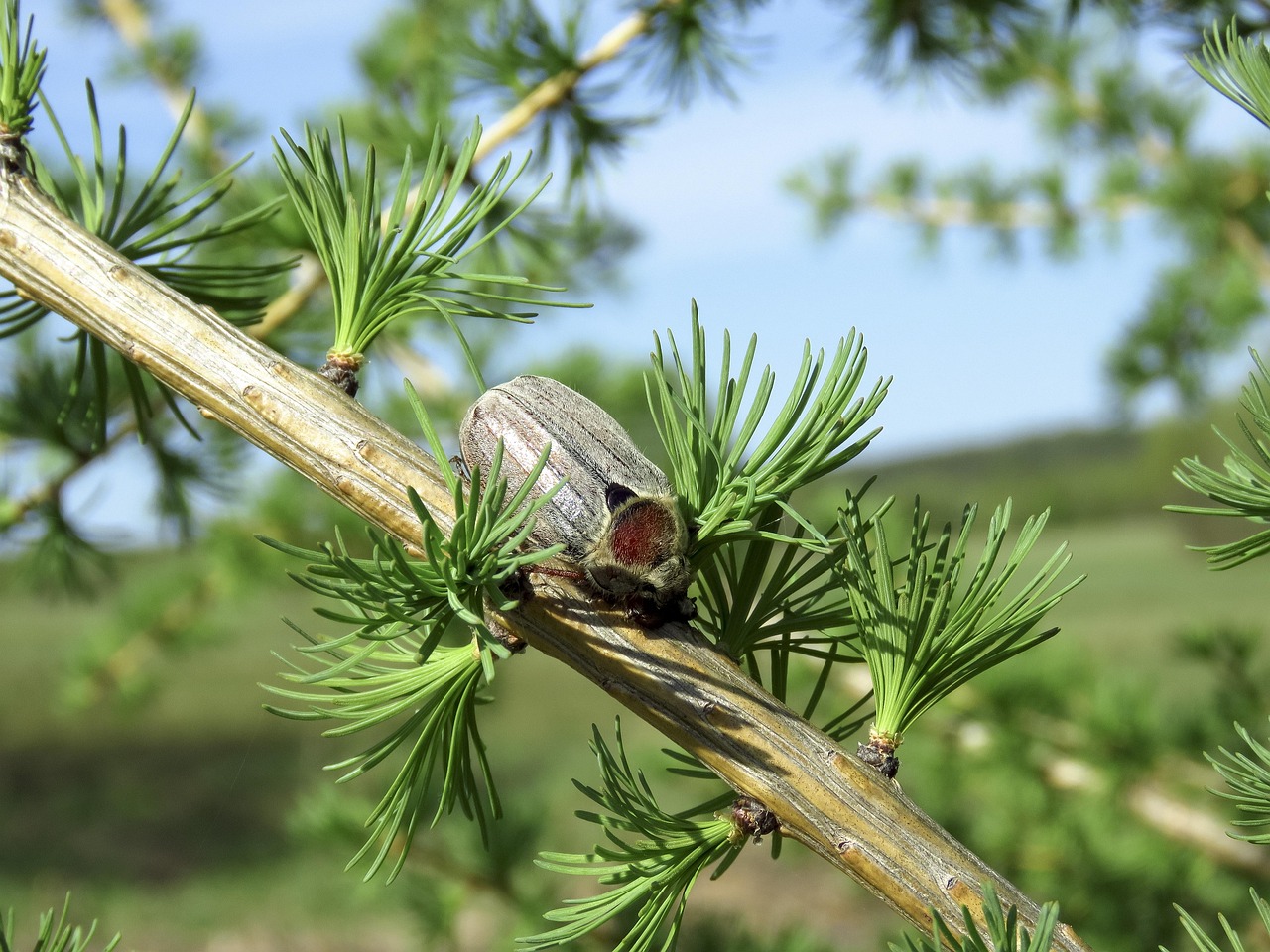 Cockchafer Khrushchev Insect - Free photo on Pixabay - Pixabay