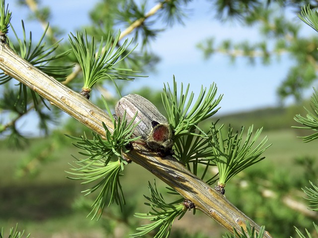 Free Cockchafer Khrushchev photo and picture