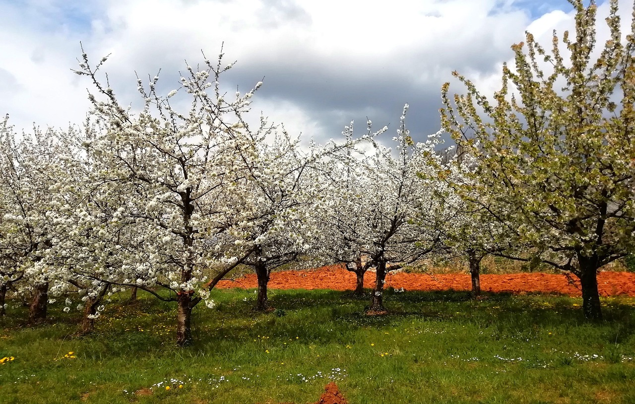 Trees Flowers Green - Free photo on Pixabay - Pixabay