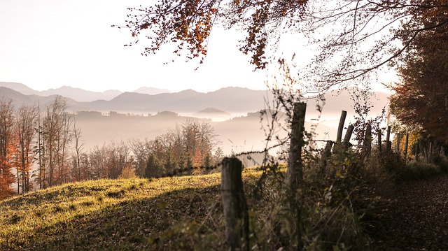 Free Nature Fog photo and picture