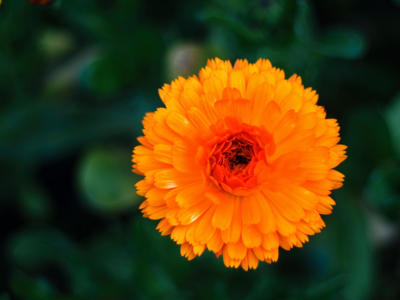 Blume Orange Blte Langer Stiel