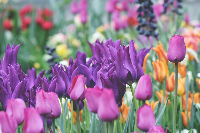 Free Tulips Nature photo and picture