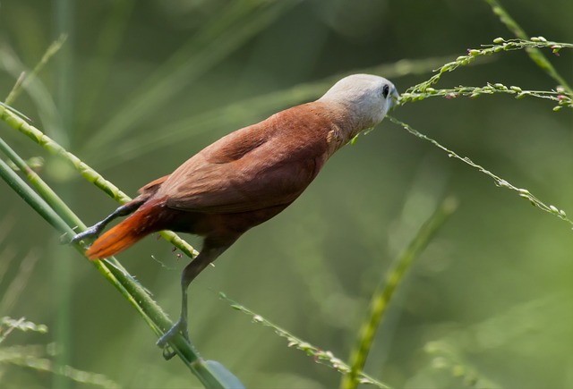 Whiteheadedmunia, Pájaro, Naturaleza