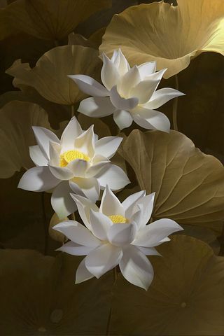 超过100 张关于 白莲 和 白莲花 的免费图片 Pixabay
