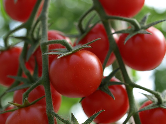 Tomates, Cherry, Maduros, Fresco, Rojo
