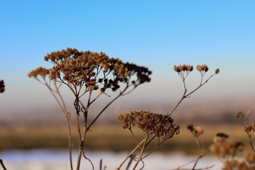 Droog, Natuur, Mooie Bloemen