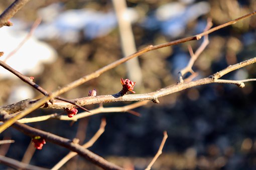 Plantaardige, Winter, Bloem Achtergrond