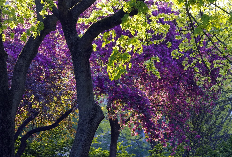 Spring Green Photo Spring To Dye Green - Free photo on Pixabay