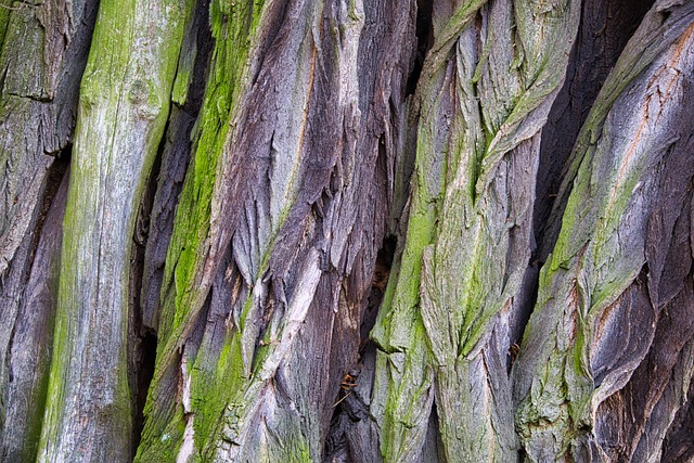 Free Broken Up Old Tree photo and picture