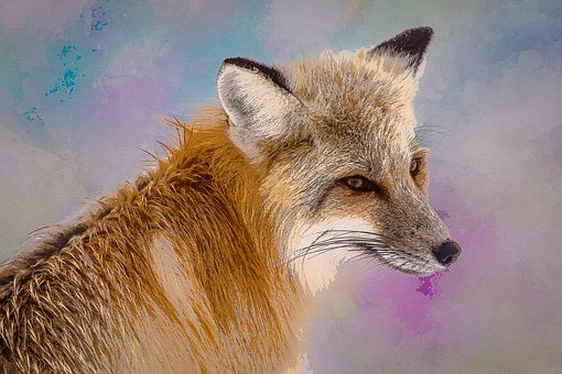 Free Fox Animal illustration and picture