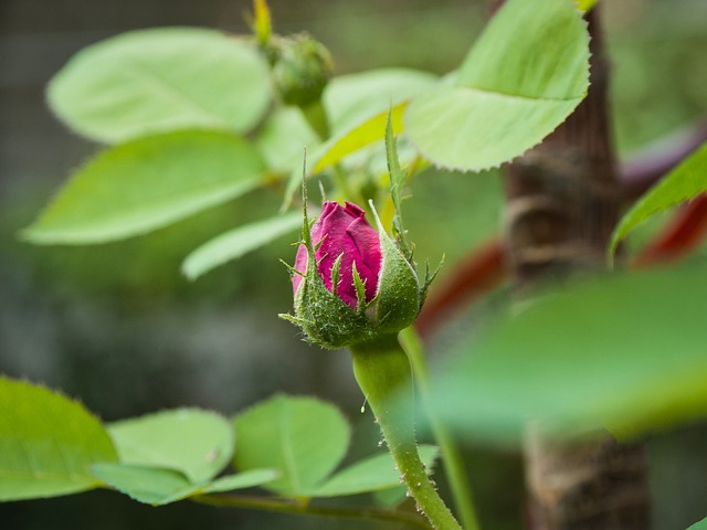 Free Earth Hour Flower Background photo and picture