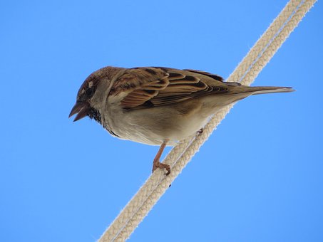 Free Sparrow Bird photo and picture
