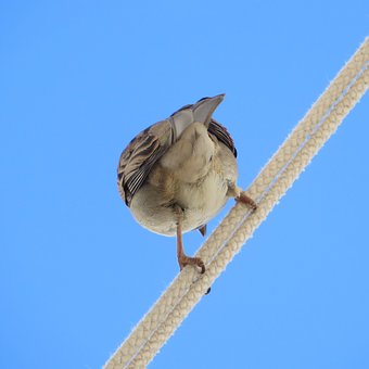 Free Sparrow Bird photo and picture
