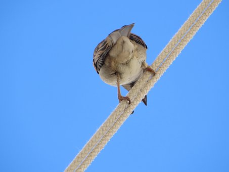Free Sparrow Bird photo and picture