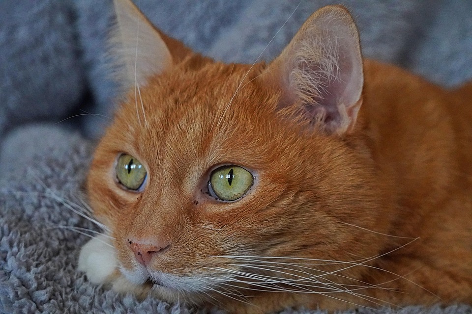 猫宿醉猫爱 Pixabay上的免费照片