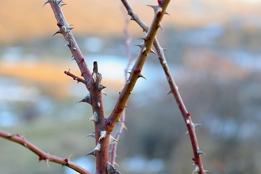 Plantaardige, Winter, Vorst, Koud