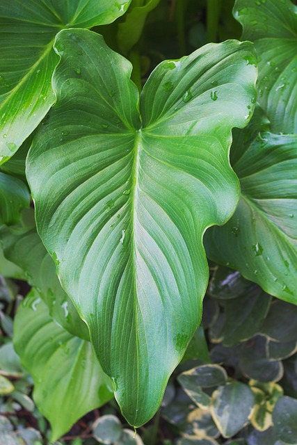 Lirio, Hoja, Naturaleza, Planta, Verde