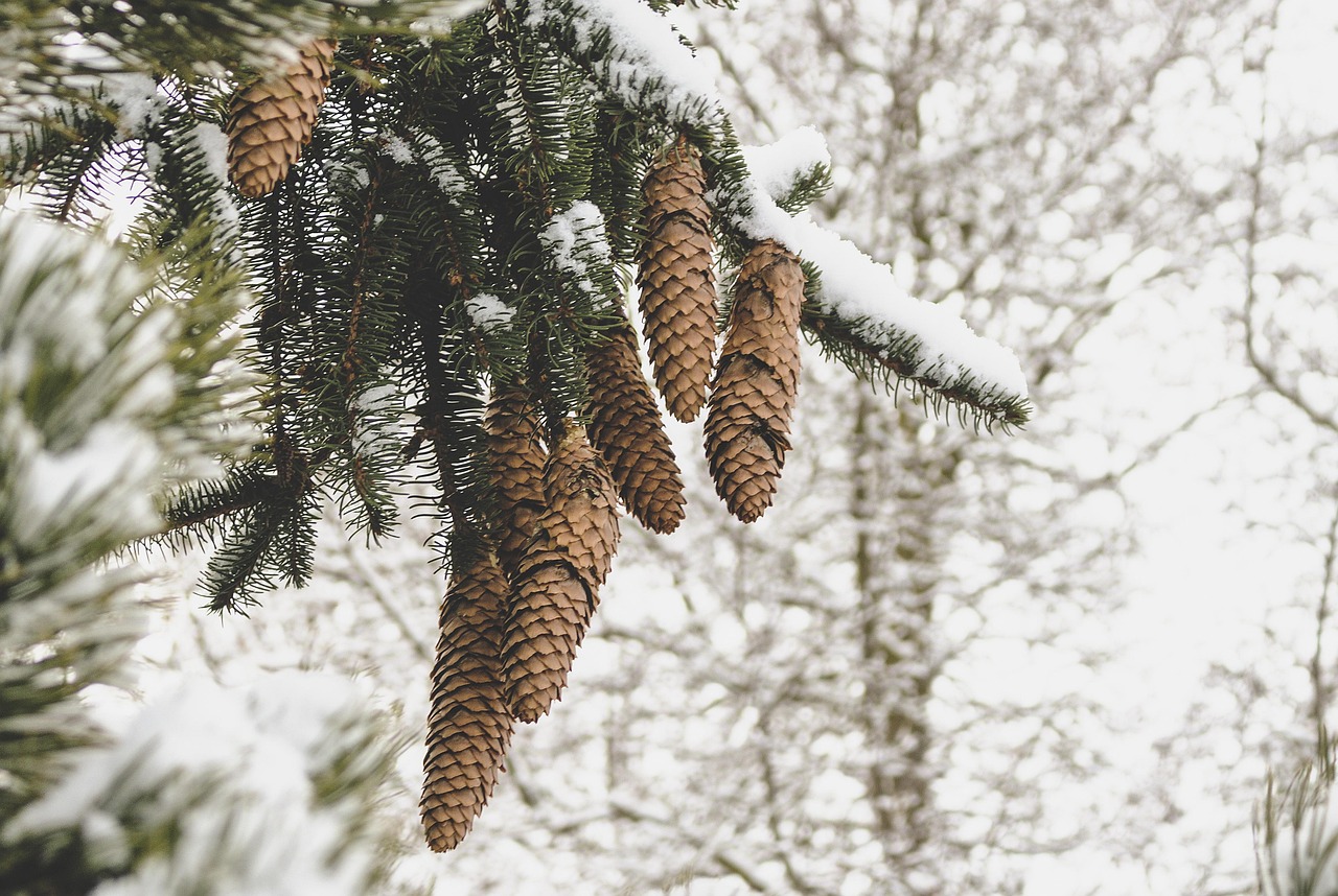 Pine Cone Tree - Free photo on Pixabay