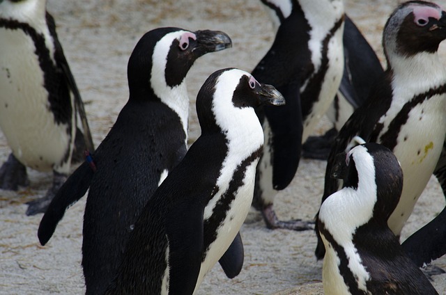 Free Black Penguin photo and picture