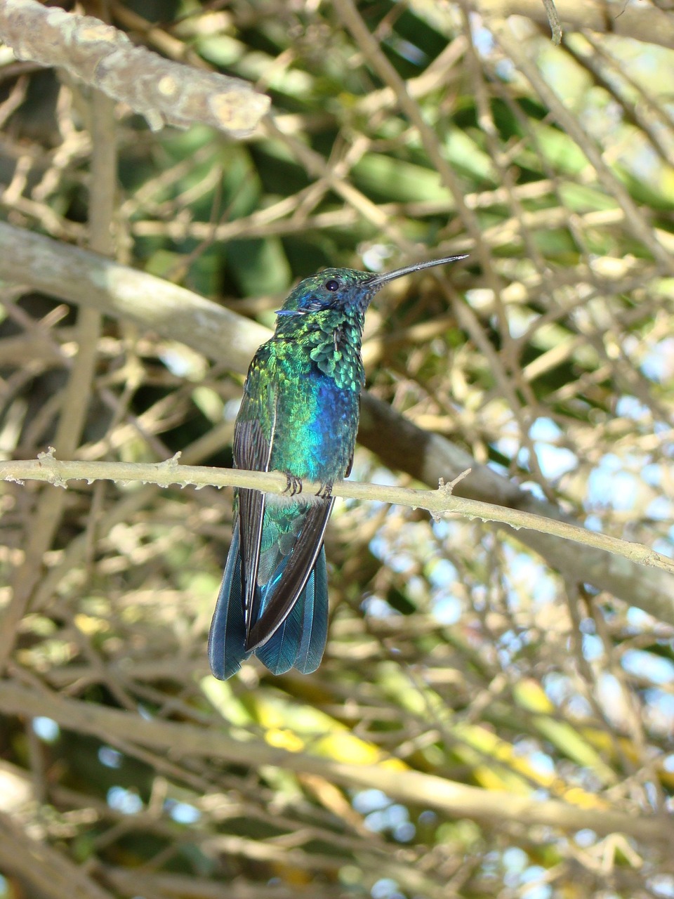 Hummingbird Ecuador Brilliant - Free photo on Pixabay - Pixabay
