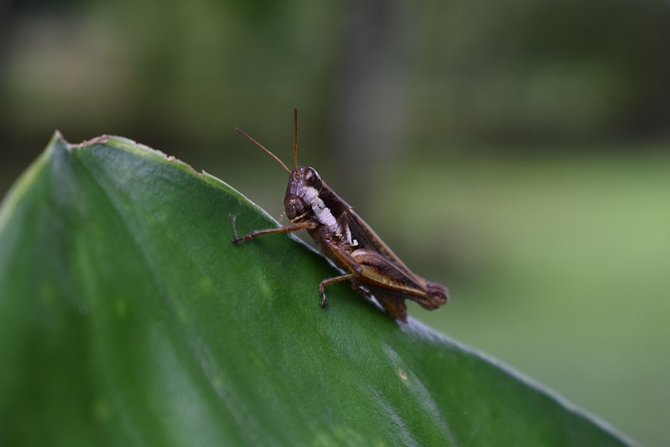 Nature Insect Grillo - Free photo on Pixabay