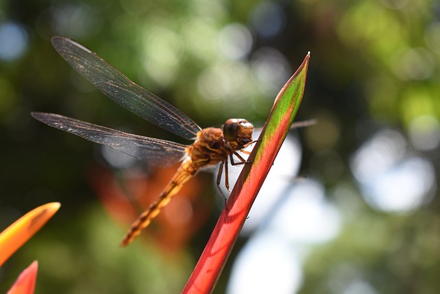 Free Dragonfly Nature photo and picture