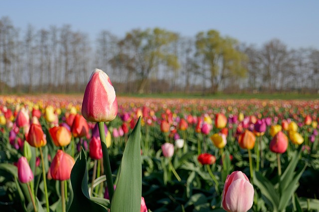 Free Tulip Field Tulip photo and picture