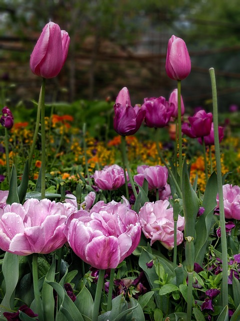 Free Flower Waterdrop photo and picture