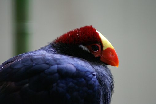 Free Violet Maroon photo and picture