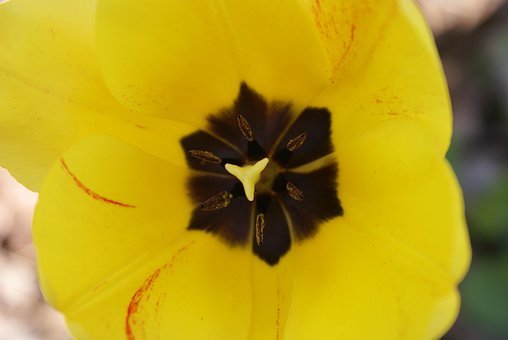 Free Tulip Yellow photo and picture