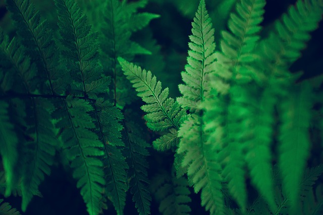 Free Leaf Nature photo and picture