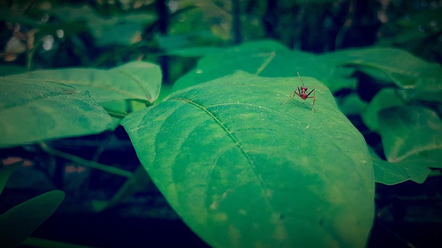 Free Weaver Ant Green Leaf photo and picture
