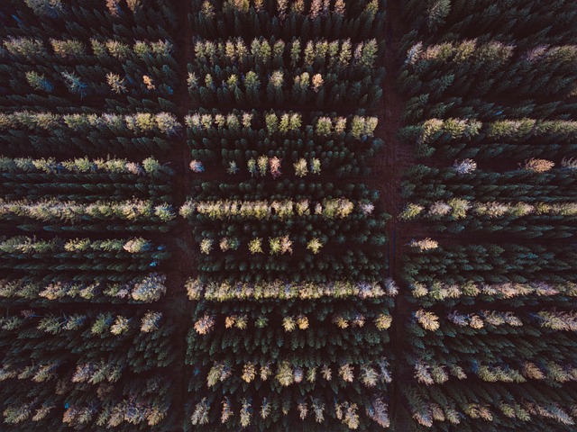 Free Forest Wood photo and picture
