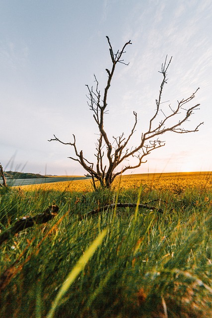 Free Tree Fields photo and picture