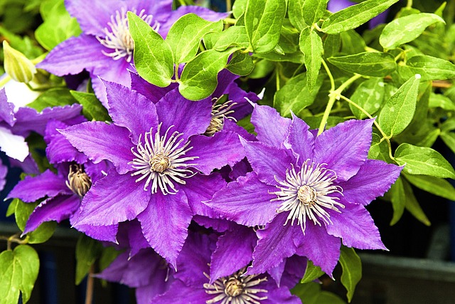 Free Clematis Flowers photo and picture