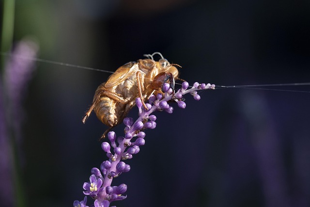 Free Cicada Ecdysis photo and picture