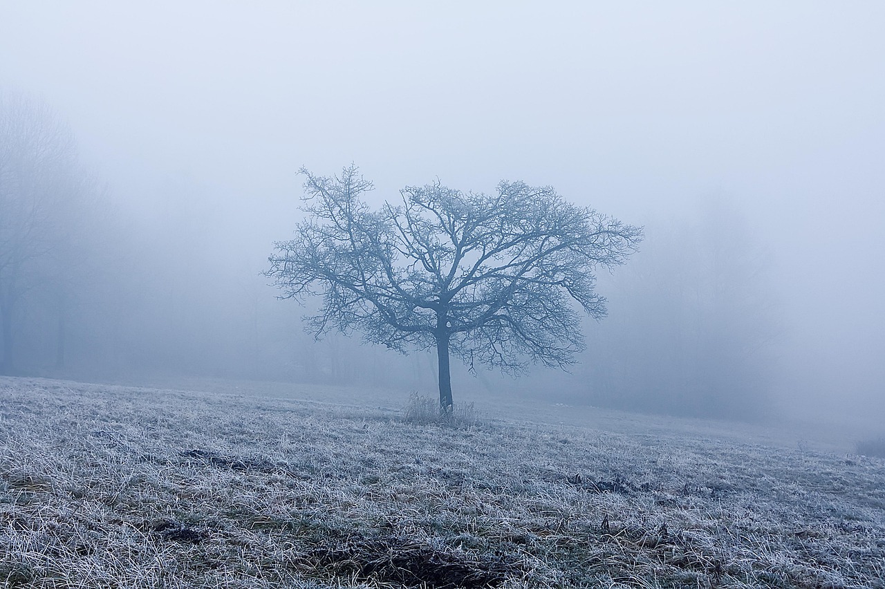 冬天 多雾路段 雪 - Pixabay上的免费照片 - Pixabay