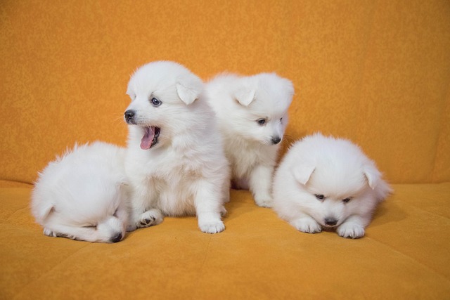 子犬 犬 可愛い Pixabayの無料写真