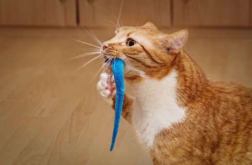 Cat, Jouets, Jouer, Chat Domestique