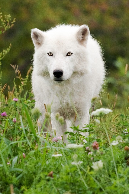 Free Wolf White Wolf photo and picture