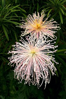 8+ Free Spider Chrysanthemums & Chrysanthemum Images - Pixabay