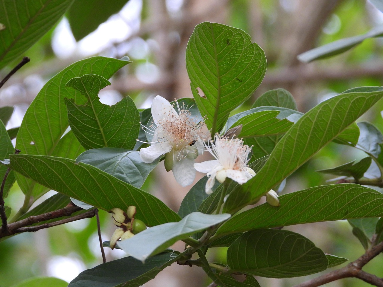 Guava Flowers Free photo on Pixabay