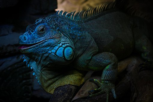 El Raptor, Iguana, Reptil, Criatura