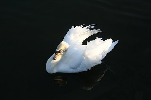 Cisne, Pájaro, Agua, Lago, Naturaleza