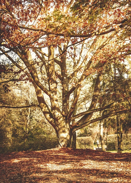 Free Tree Autumn photo and picture